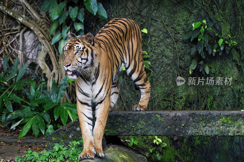 Close up Indochinese tiger is beautiful animal and dangerous in forest